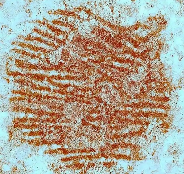 Hallan en Segovia la huella dactilar más antigua del mundo